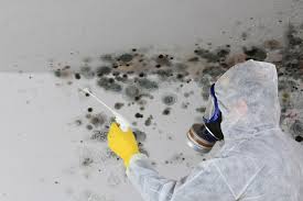 Best Industrial Mold Remediation in USA